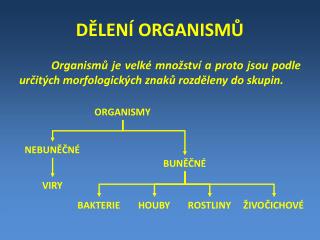DĚLENÍ ORGANISMŮ