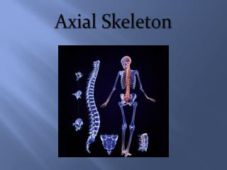 Axial Skeleton