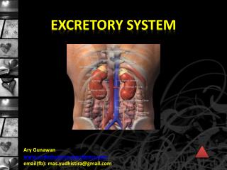 EXCRETORY SYSTEM