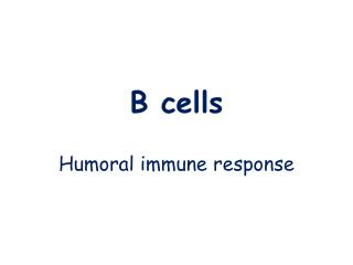B cells