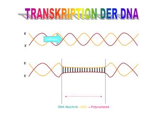 TRANSKRIPTION DER DNA