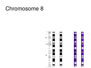 Chromosome 8