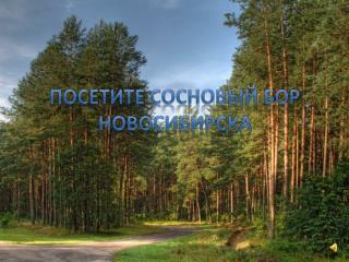 Посетите сосновый бор Новосибирска