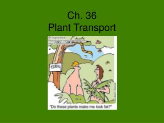 Ch. 36 Plant Transport