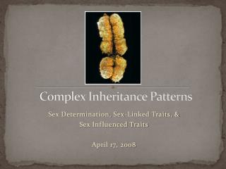 Complex Inheritance Patterns