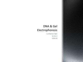 DNA &amp; Gel Electrophoresis