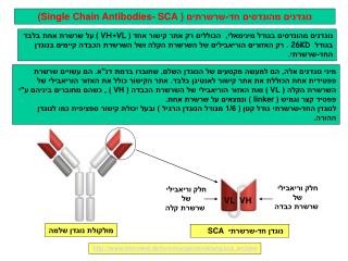 נוגדנים מהונדסים חד-שרשרתים ( Single Chain Antibodies- SCA )