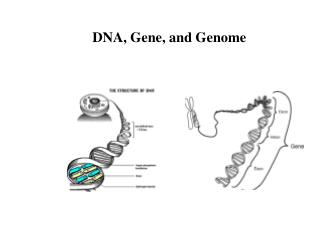 DNA, Gene, and Genome