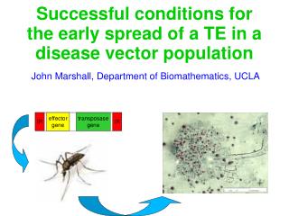 Successful conditions for the early spread of a TE in a disease vector population