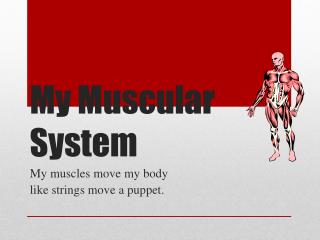 My Muscular System