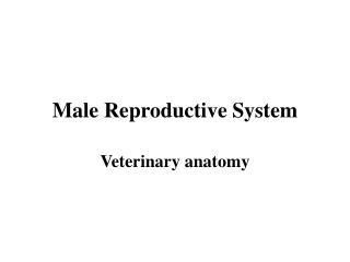 Male Reproductive System