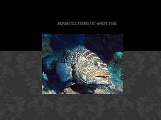 Aquaculture Of Grouper