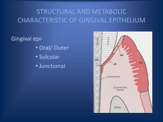 STRUCTURAL AND METABOLIC CHARACTERISTIC OF GINGIVAL EPITHELIUM