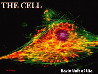 THE CELL