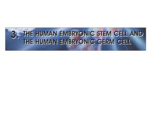 OVERVIEW 1998 - James Thomson and his colleagues: the first derivation of human ES cells