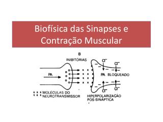 Biofísica das Sinapses e Contra ção Muscular