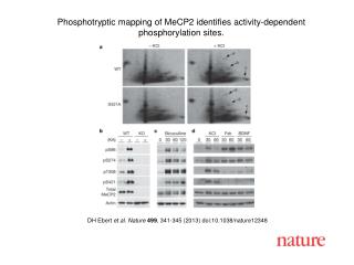 DH Ebert et al. Nature 499 , 341-345 (2013) doi:10.1038/nature12348