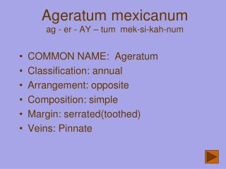 Ageratum mexicanum ag - er - AY – tum mek-si-kah-num