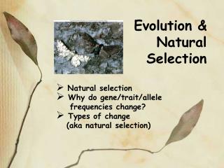 Evolution &amp; Natural Selection