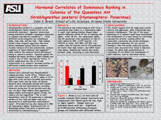 Hormonal Correlates of Dominance Ranking in Colonies of the Queenless Ant