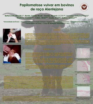 Papilomatose vulvar em bovinos de raça Alentejana