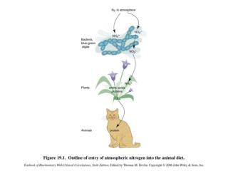 BIOSYNTHESIS OF AMINO ACIDS