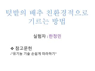 텃밭의 배추 친환경적으로 기르는 방법