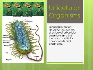 Unicellular Organisms
