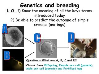 Question - What are A, B, C and D?