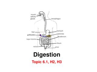 Digestion Topic 6.1, H2, H3
