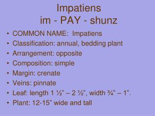 Impatiens im - PAY - shunz