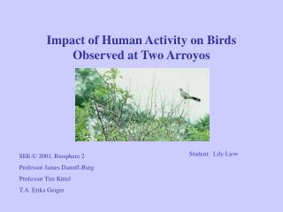 Impact of Human Activity on Birds Observed at Two Arroyos