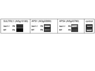 APS4 (At5g43780)