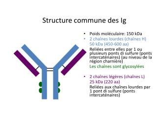 Structure commune des Ig