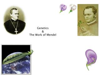 Genetics &amp; The Work of Mendel