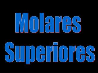 Molares Superiores