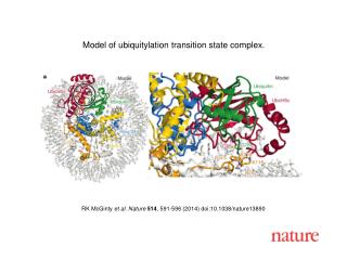 RK McGinty et al. Nature 514 , 591-596 (2014) doi:10.1038/nature13890