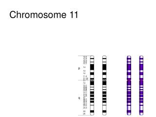 Chromosome 11