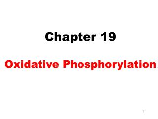 Chapter 19 Oxidative Phosphorylation