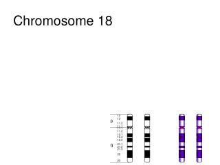 Chromosome 18