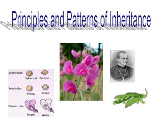 Principles and Patterns of Inheritance