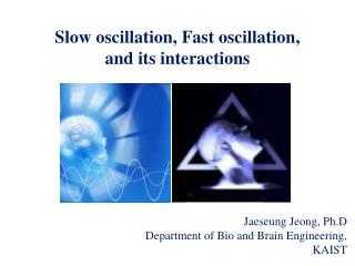 Slow oscillation, Fast oscillation, and its interactions