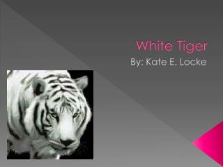 White Tiger