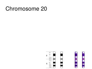 Chromosome 20