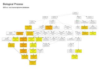 Biological Process ISR vs. root transcriptome database