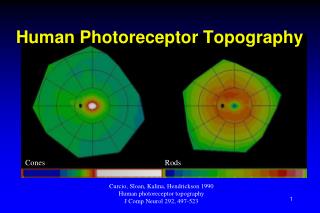 Human Photoreceptor Topography