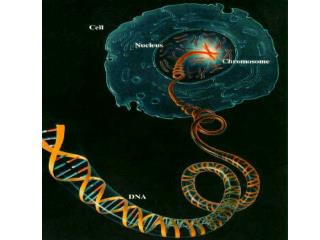 DNA is a polymer made of repeating subunits called nucleotides .