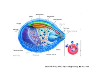 Bannister et al , 2000, Parasitology Today , 16: 427-433.