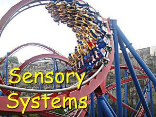 Sensory Systems