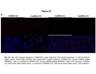 C sh RNA-LPS